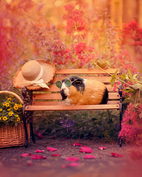 Meerschweinchenbank Sommer | Sommer mit Stil
