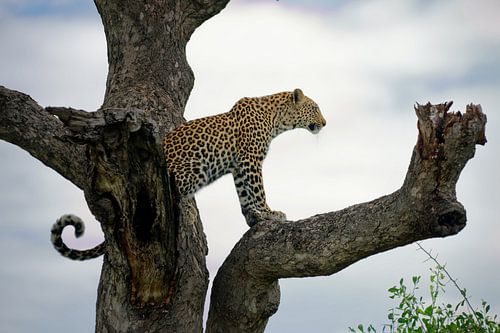 Leopard auf der Suche