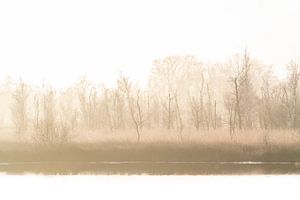 Goldener Morgennebel - Die Schale