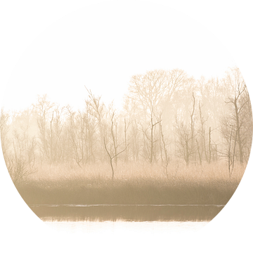 Gouden Ochtendmist De Peel Griendtsveen