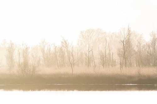Gouden Ochtendmist De Peel Griendtsveen