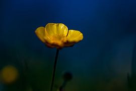 Buttercup