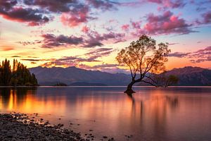 Le coucher de soleil de l'arbre de Wanaka