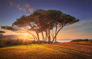 Kieferngruppe in der Nähe des Meeres. Baratti, Toskana