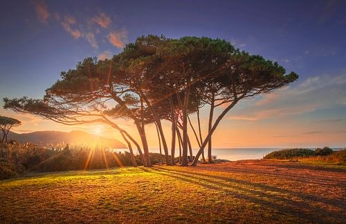 Groep pijnbomen vlakbij zee. Baratti, Toscane