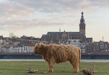 Stad Nijmegen: schotse hooglander voor de skyline van het centrum