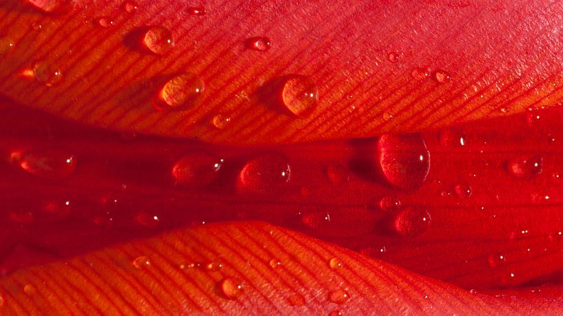wet valley par mick agterberg