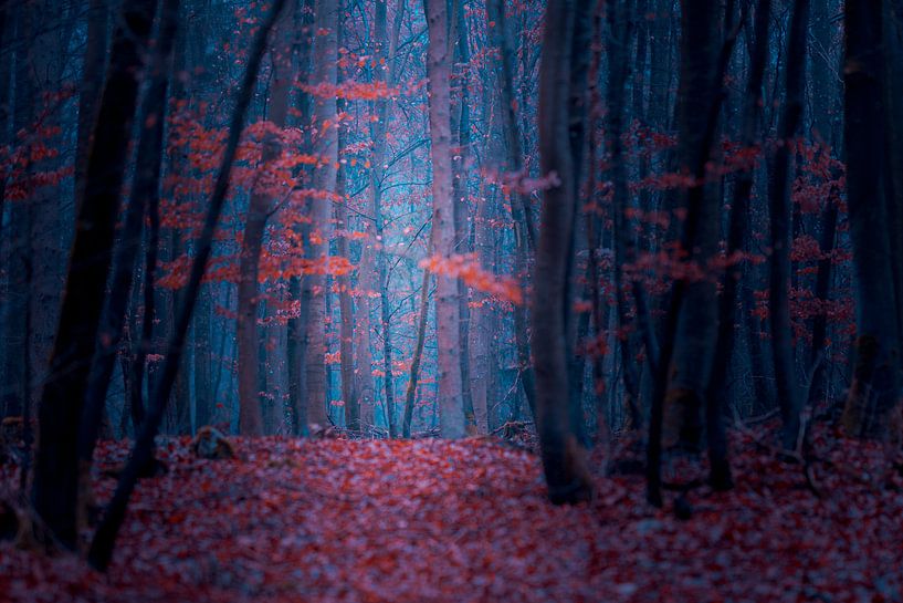 Betoverd bos in de herfst van Robert Ruidl