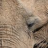 Portret van een Afrikaanse olifant van Tilo Grellmann