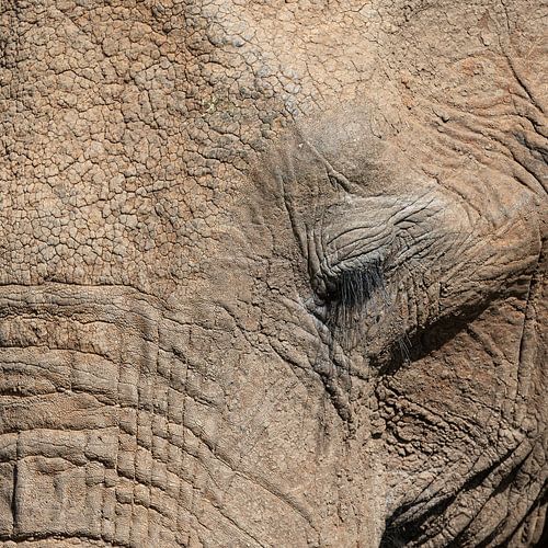 Porträt eines Afrikanischen Elefanten