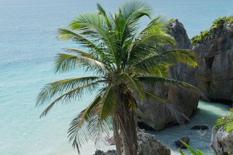 Palm tree on the coast of Tulum by Xulé Bogers