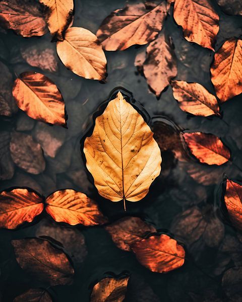 Herbststimmung von fernlichtsicht