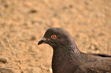 Pigeon aux yeux nus à Curaçao sur Karel Frielink