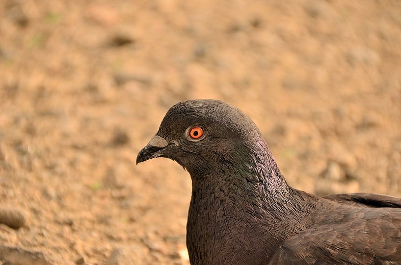 Pigeon aux yeux nus à Curaçao par Karel Frielink