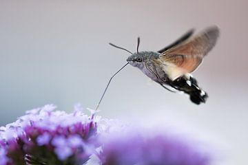 Kolibrievlinder op Verbena van Danny Slijfer Natuurfotografie