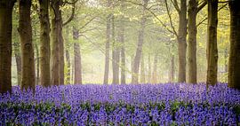 Lila Teppich von Angela Kraan