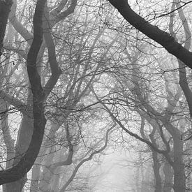 Hiker in the forest by Peter Haastrecht, van