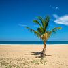 palmier sur la plage, Kalkudah, Sri Lanka sur Jan Fritz