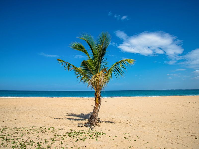 palm op strand, Kalkudah, Sri Lanka van Jan Fritz