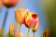 Tulpen von Astrid Volten Miniaturansicht