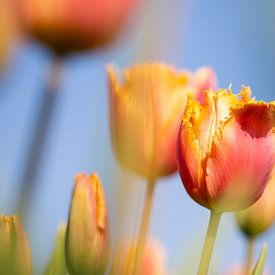 Tulpen von Astrid Volten