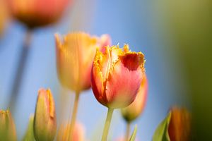 tulipes sur Astrid Volten