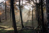 Sun in a misty forest