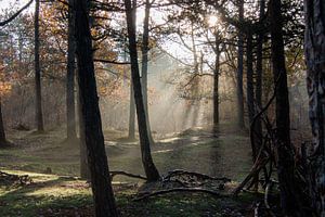 Zon in een mistig bos van RvK Fotografie