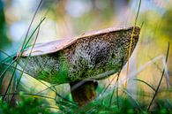 Pilz, Boletus badius im Wald von Rietje Bulthuis Miniaturansicht