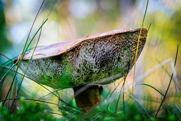 Mushroom, Boletus badius dans la forêt