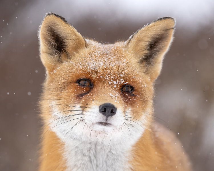 Un Renard Dans La Neige Par L Artiste Patrick Van Bakkum