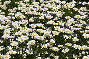 Een veld met madeliefjes in bloei van Claude Laprise