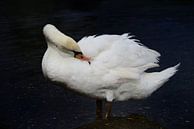 Verzorging witte zwanenveren van Ulrike Leone thumbnail