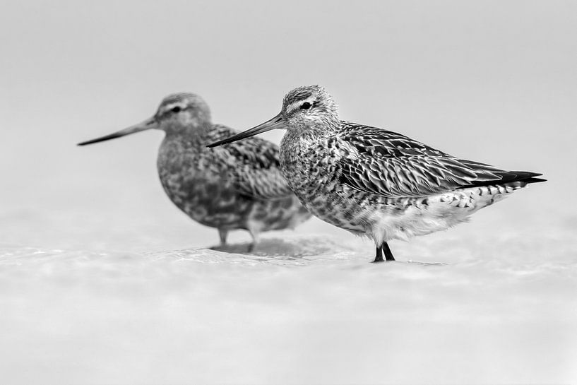 Schwarz-Weiß-Aufnahme von zwei Uferschnepfen (Limosa lapponica) von AGAMI Photo Agency