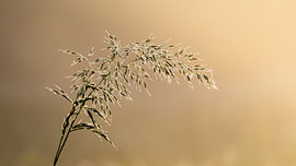 Gras im sanften Morgenlicht von Erwin Pilon