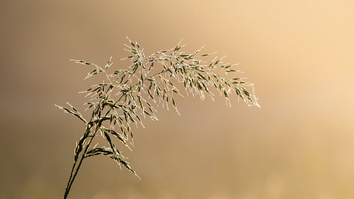gras in zacht ochtendlicht
