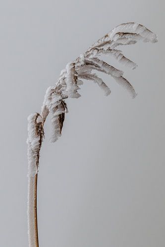 Winter riet van Anjo ten Kate