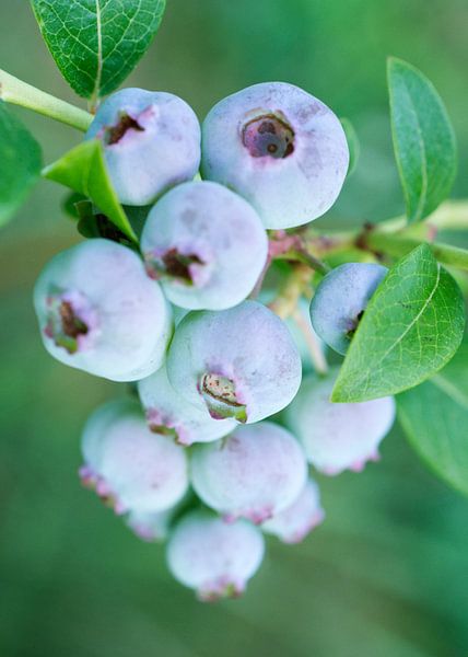 Soft Blue Blueberry Cluster by Iris Holzer Richardson