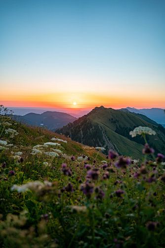 Bloemrijke zonsopgang op de Hochgrat met uitzicht op de Rindalphorn