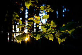 Sunset in the forest by Jan Armbruster