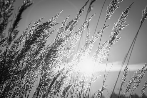 Trockenes Gras im Licht der untergehenden Sonne (Schwarz-Weiß) von AS Photography