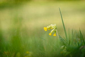 Blühende Schlüsselblume auf einer Wiese im Frühling