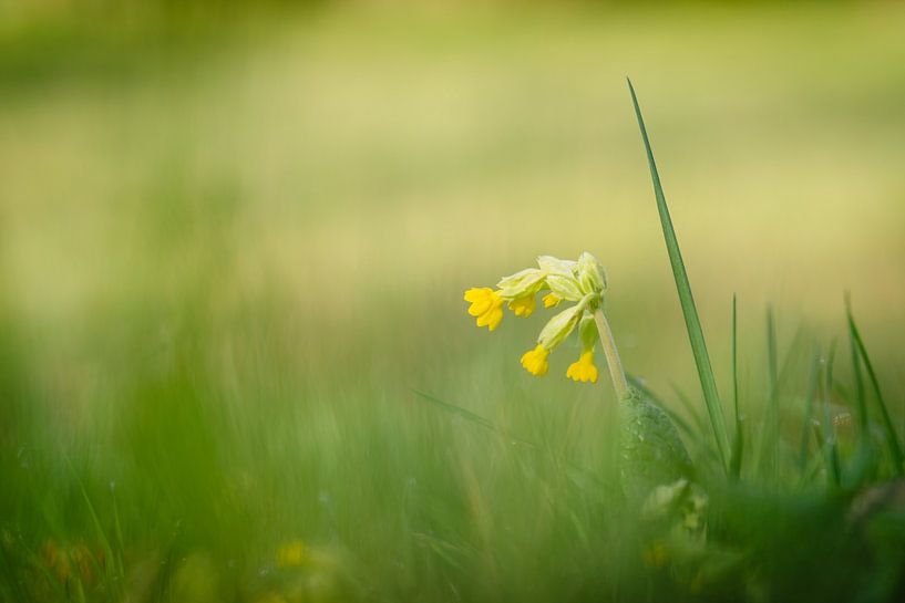 Sleutelbloem in bloei in een weiland in de lente van Catrin Grabowski