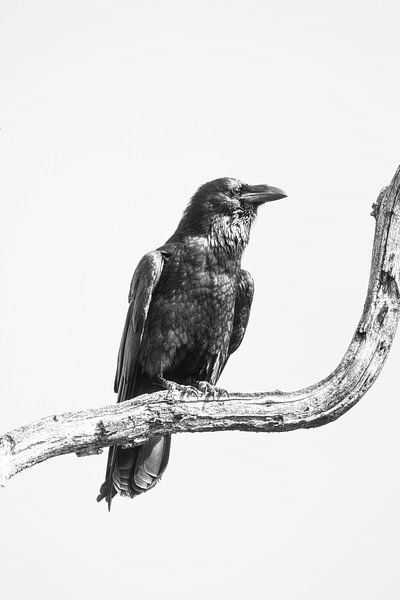 Corbeau par Rob Coorens