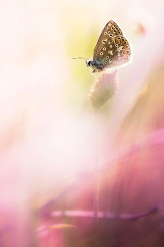 Le bonheur sur Bob Daalder