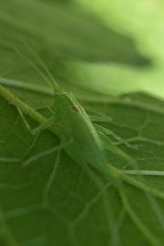 grasshopper hidden under leaf by Daphne van der straaten