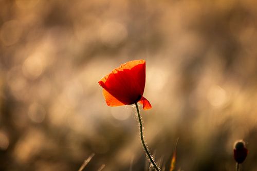 Flower Dreams