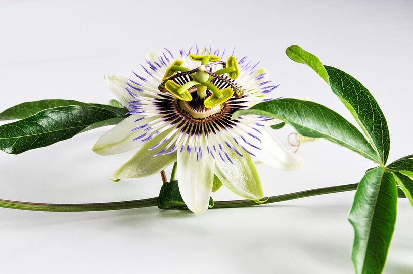 Passiebloem 3 van Lars-Olof Nilsson