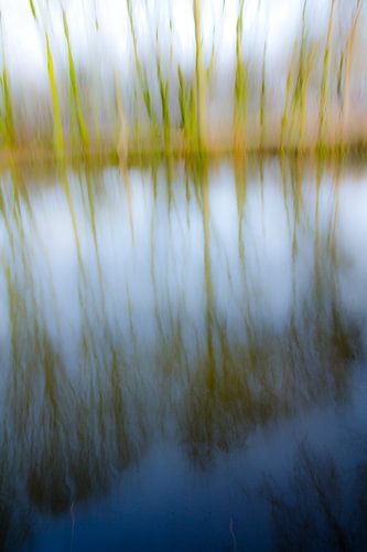 Trees in the water_01