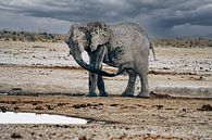 Elephant cooling off at a waterhole in Namibia, Africa by Patrick Groß thumbnail